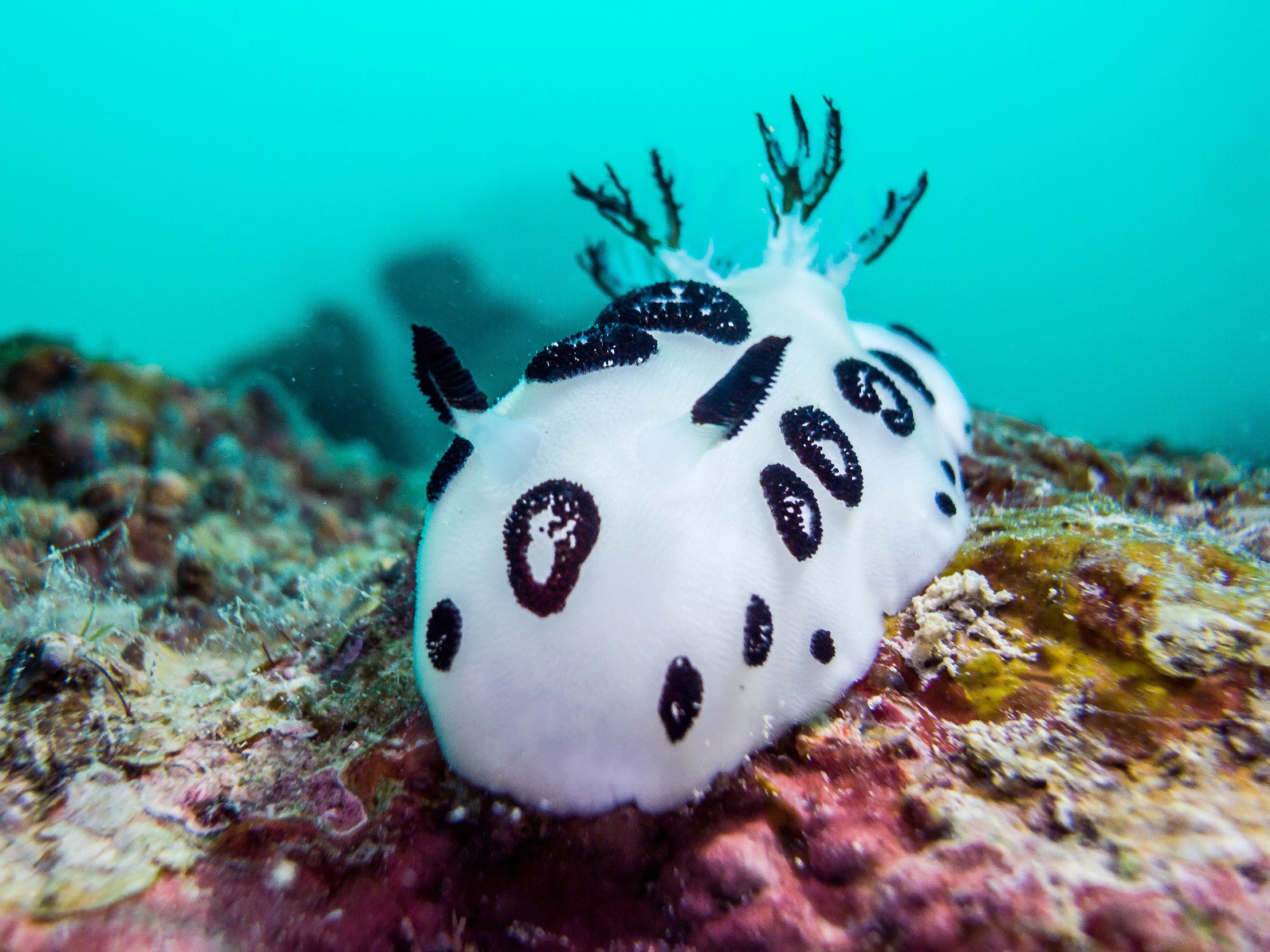 Sponge and sea slug partnership yields a new anticancer molecule with drug design promise