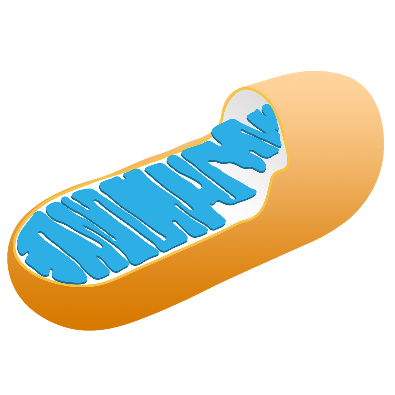 Do our mitochondria need support?