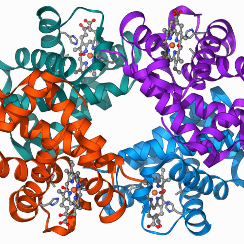 Clinical trial shows gene editing works for β-Thalassaemia, too