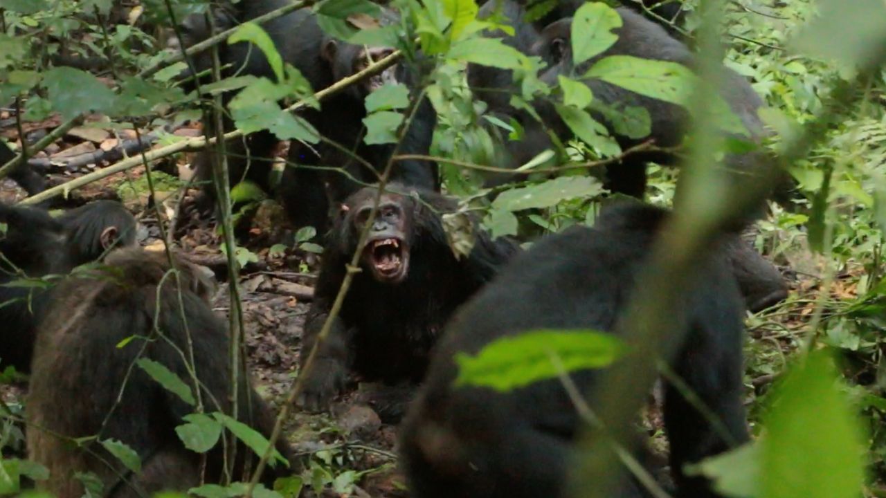 Chimpanzees in Uganda are locked in a deadly ‘civil war’ after their group split apart — and scientists don’t know why
