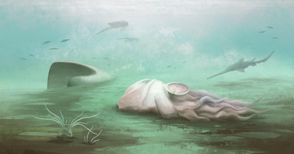 World’s oldest octopus isn’t really an octopus