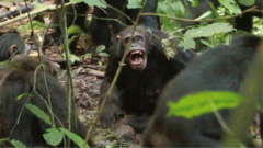Chimpanzees in Uganda locked in vicious ‘civil war’, say researchers