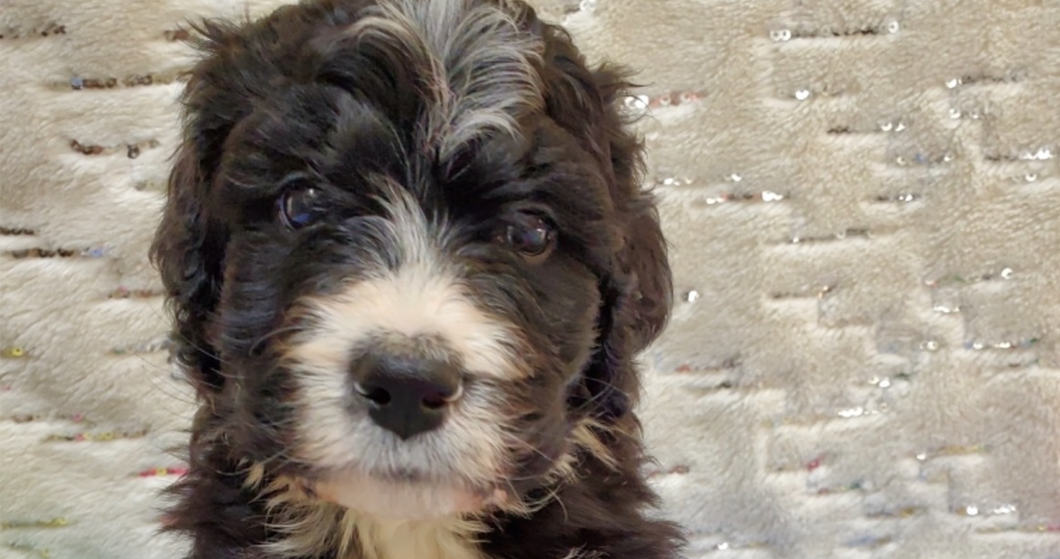 2 moms & a Bernedoodle: A trip through Trumpland to meet our maniacal dog