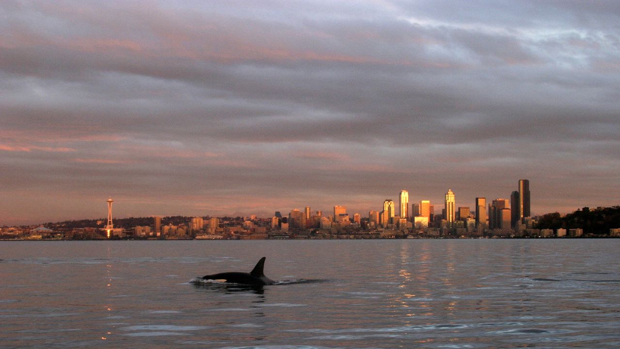 ‘More questions than answers’: Experts baffled by Alaskan mammal-eating orcas spotted near Seattle