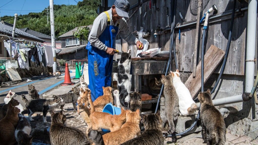 Aoshima: Japan’s tiny ‘Cat Island’ where felines hugely outnumber humans