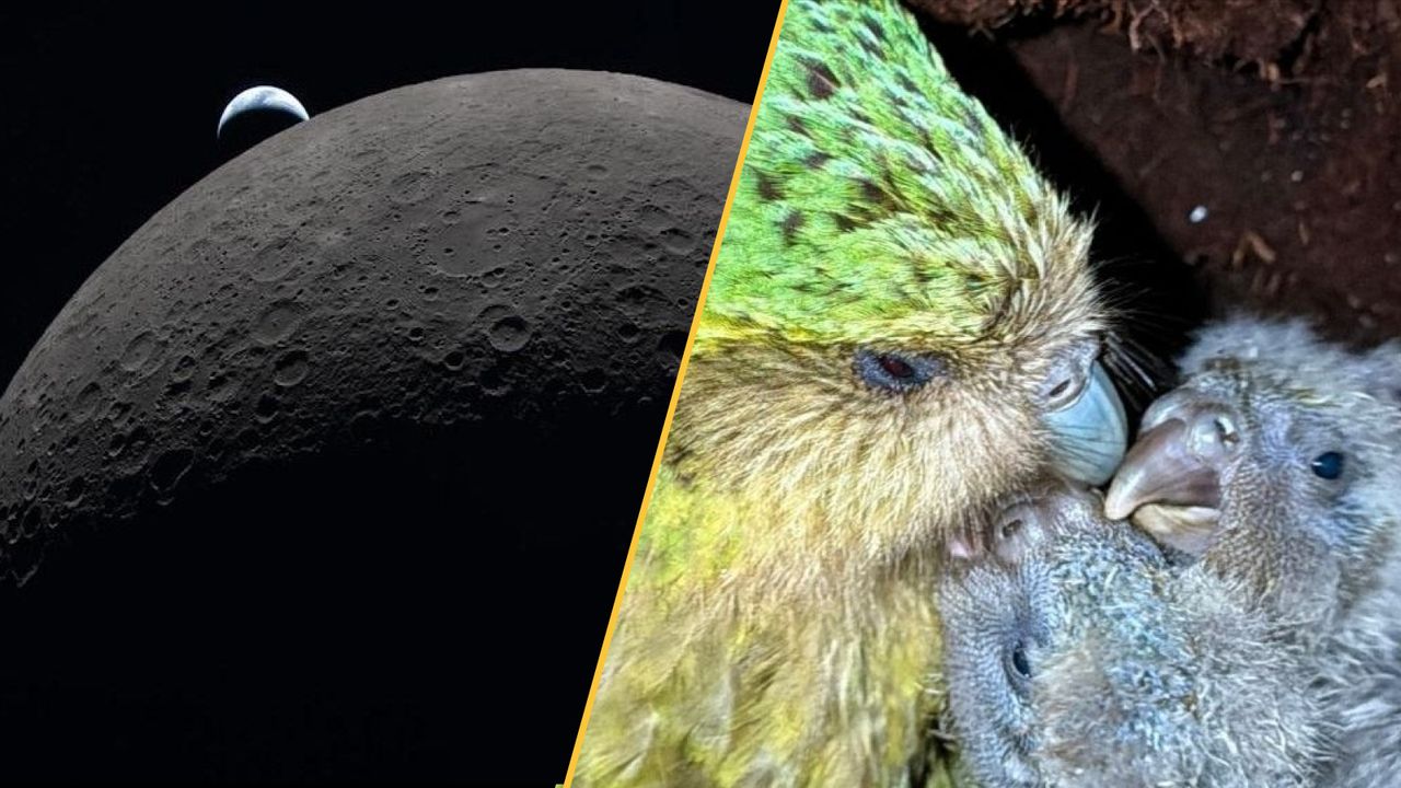 Science news this week: Artemis II splashes down, the world’s fattest parrot bounces back, and the Shroud of Turin is contaminated