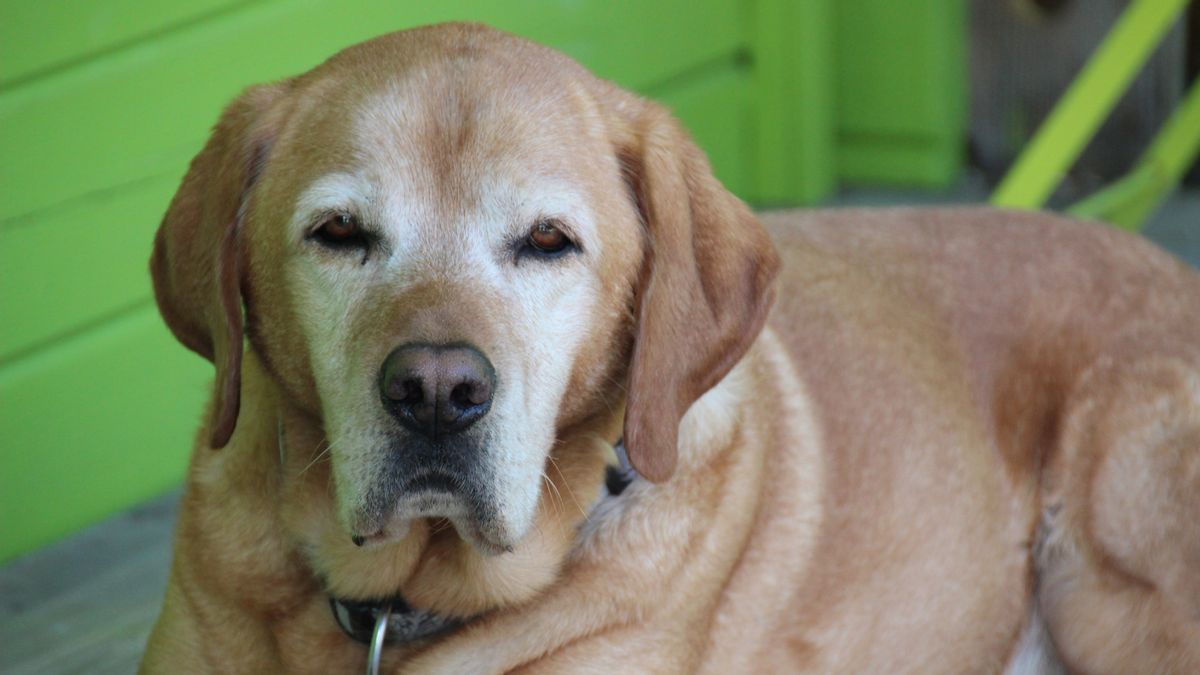 Could pill add years to your dog’s life? Scientists test experimental drug