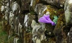 Lazy dog owners caught stuffing UNESCO landmark with poo bags