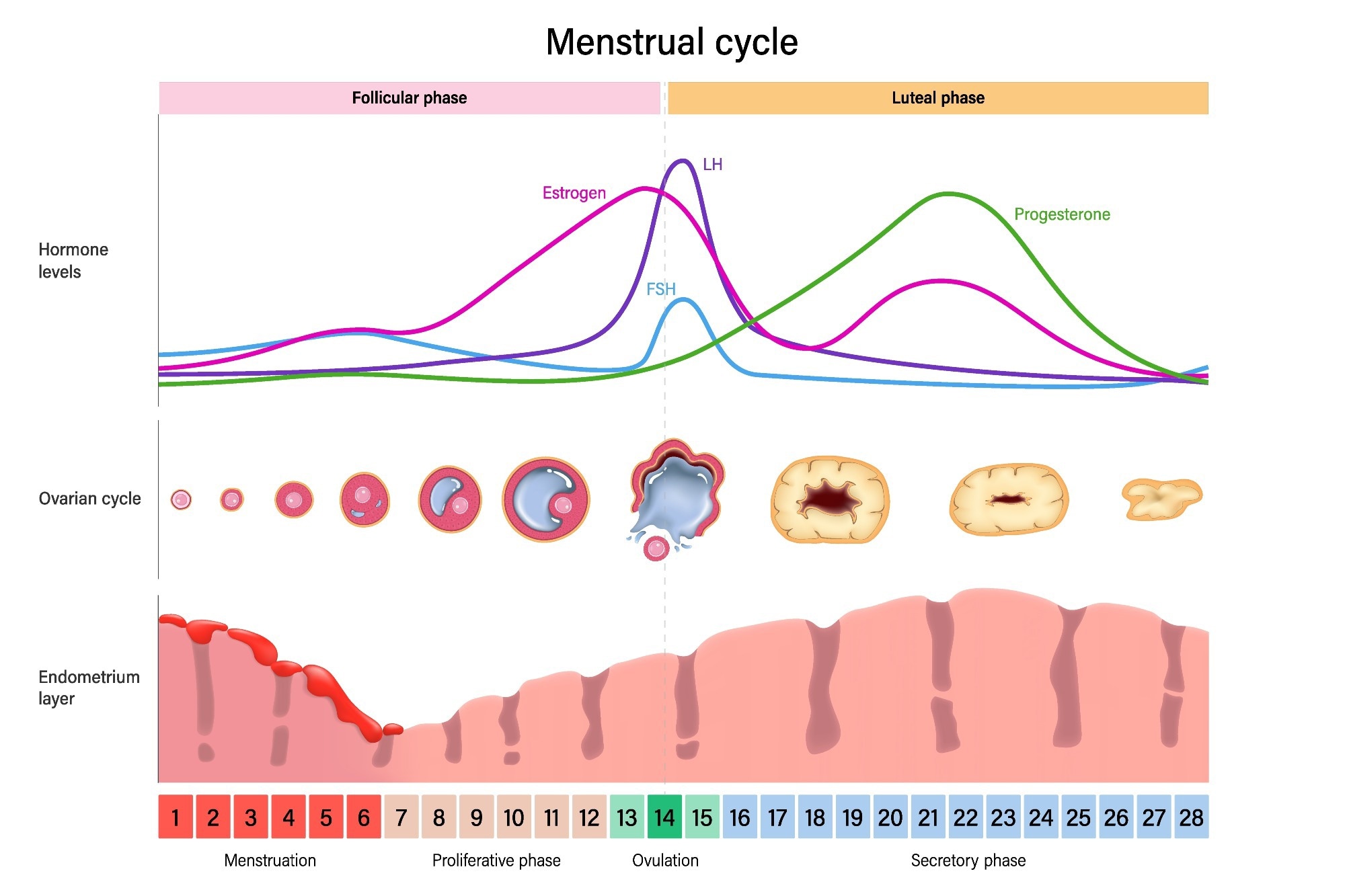 Researchers map how menstrual cycle phases affect athletic performance