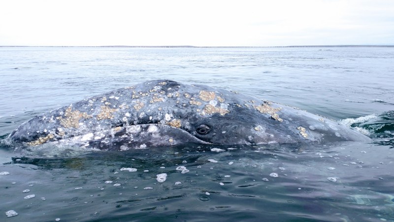 For gray whales, San Francisco Bay is becoming a deadly pit stop
