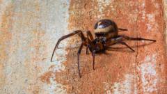 Are spider bites on the rise in England?
