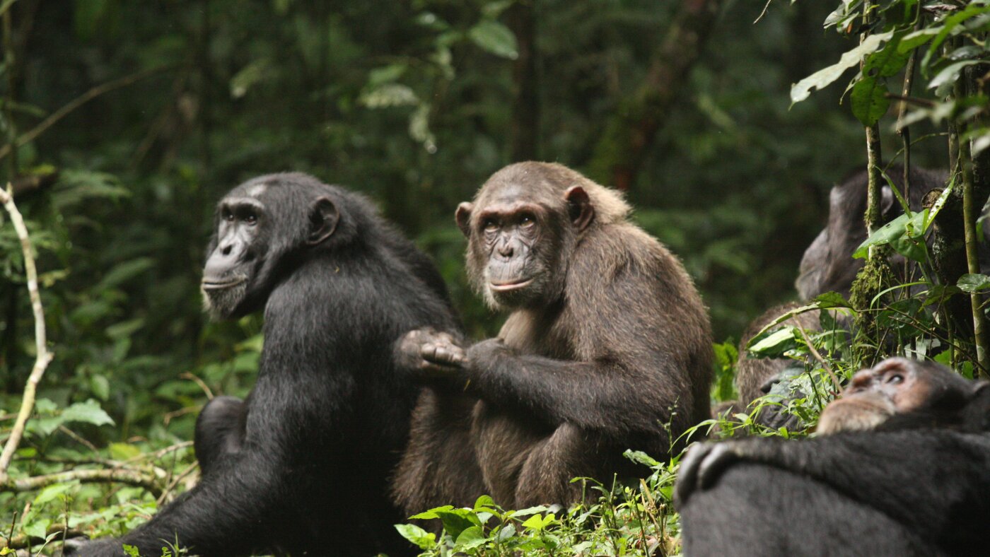 What a chimpanzee ‘civil war’ can teach us about how societies fall apart