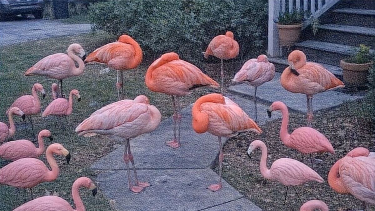 Did South Carolina woman attract real flamingos to her yard with fake ones?