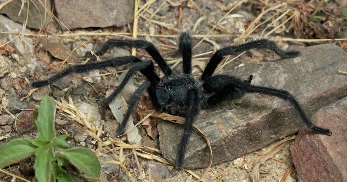 New mutant tarantula discovered and it’s got massive balls