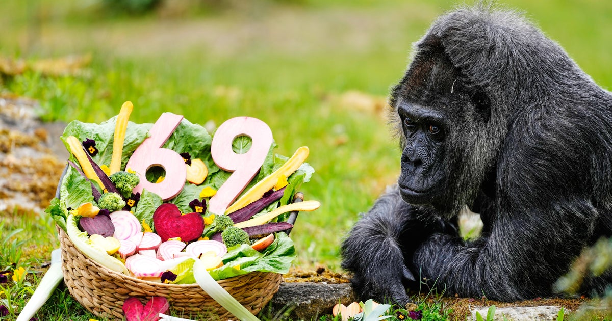 Fatou, World’s Oldest Gorilla Living In Captivity, Celebrates Birthday In High Style