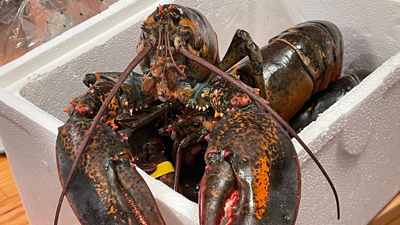 New study confirms lobsters feel pain, driving scientists to call for a ban on boiling them alive
