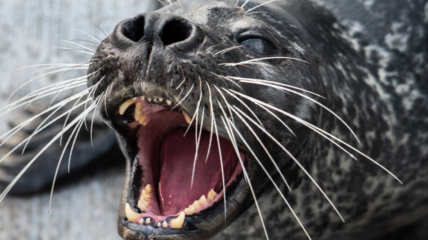 How seals’ whiskers make them master underwater hunters