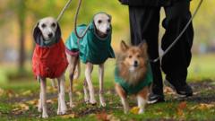 Why is walking in the rain good for your mental health?