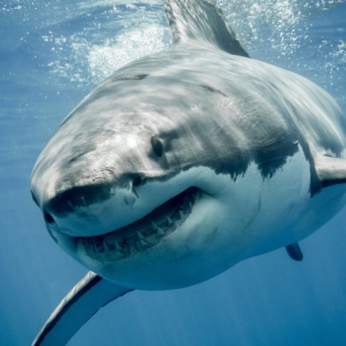 Great white sharks are overheating