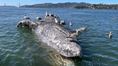 Why are gray whales dying in San Francisco’s waters? US scientists search for clues
