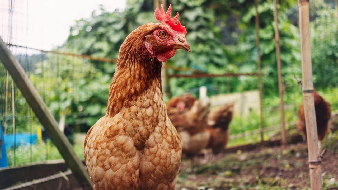 Can chickens really run around with their heads cut off?