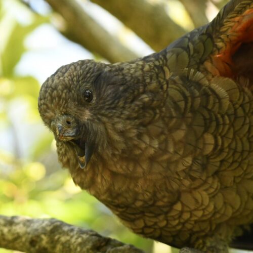 Meet Bruce, the “beak-jousting” parrot