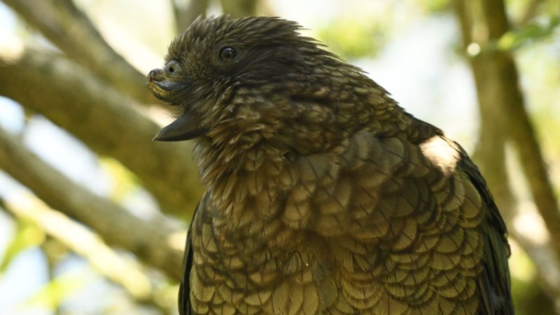 This kea parrot is the first-known disabled alpha male