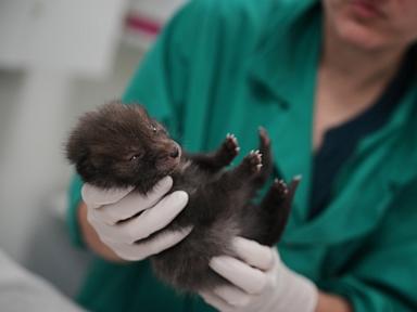 How a Paris-area wildlife hospital keeps rescued animals wild