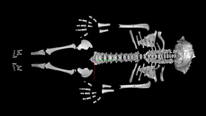 Neanderthal toddlers grew faster than modern humans, probably because of the harsh environment they evolved in