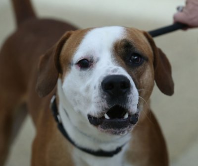 Study: Long-term use of CBD supplements lowers aggression in dogs