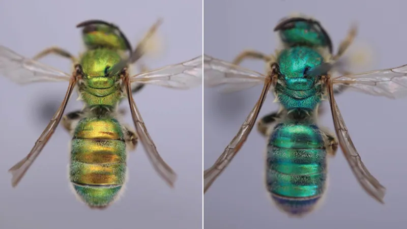 Humidity makes these bees turn green