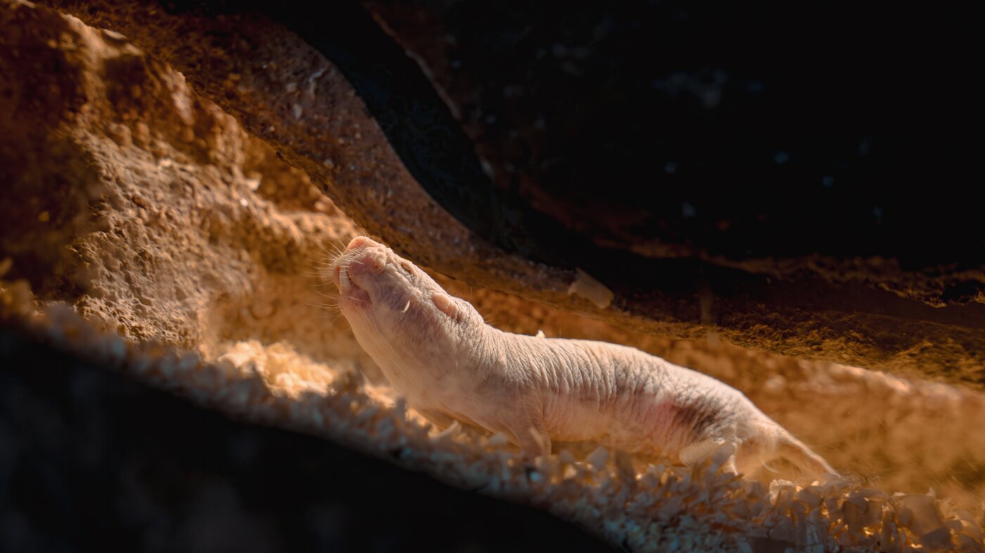 Instead of civil war, a naked mole rat colony changed queens peacefully