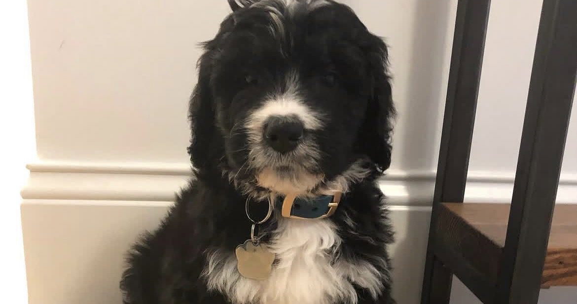 2 moms & a bernedoodle: A prodigious pee & a bonk on the head