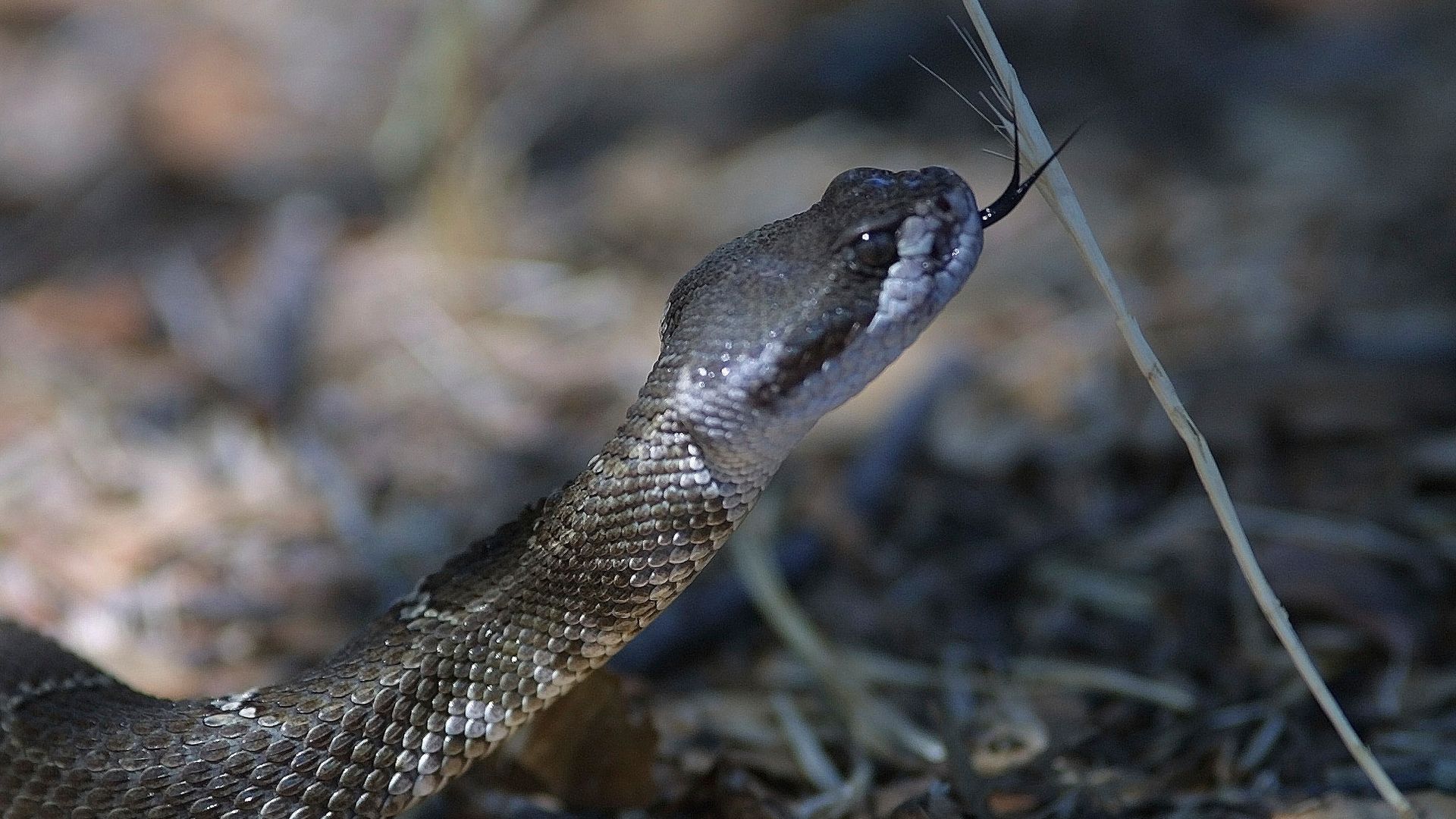 Why deadly snake bites are on the rise in one US state