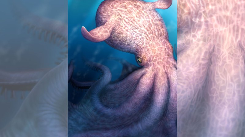 Giant, kraken-like octopuses may have ruled the Cretaceous deep