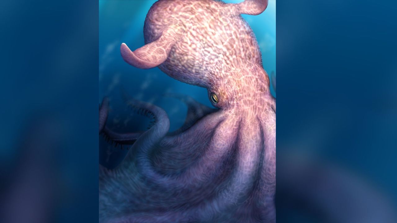 ‘Kraken’ octopus that lived at the time of the dinosaurs was a 62-foot-long apex predator of the ocean