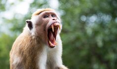 US Navy sailor headed to Strait of Hormuz sent home after he was attacked by monkey