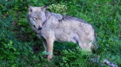 Poisoning suspected in deaths of 18 wolves in Italian national park