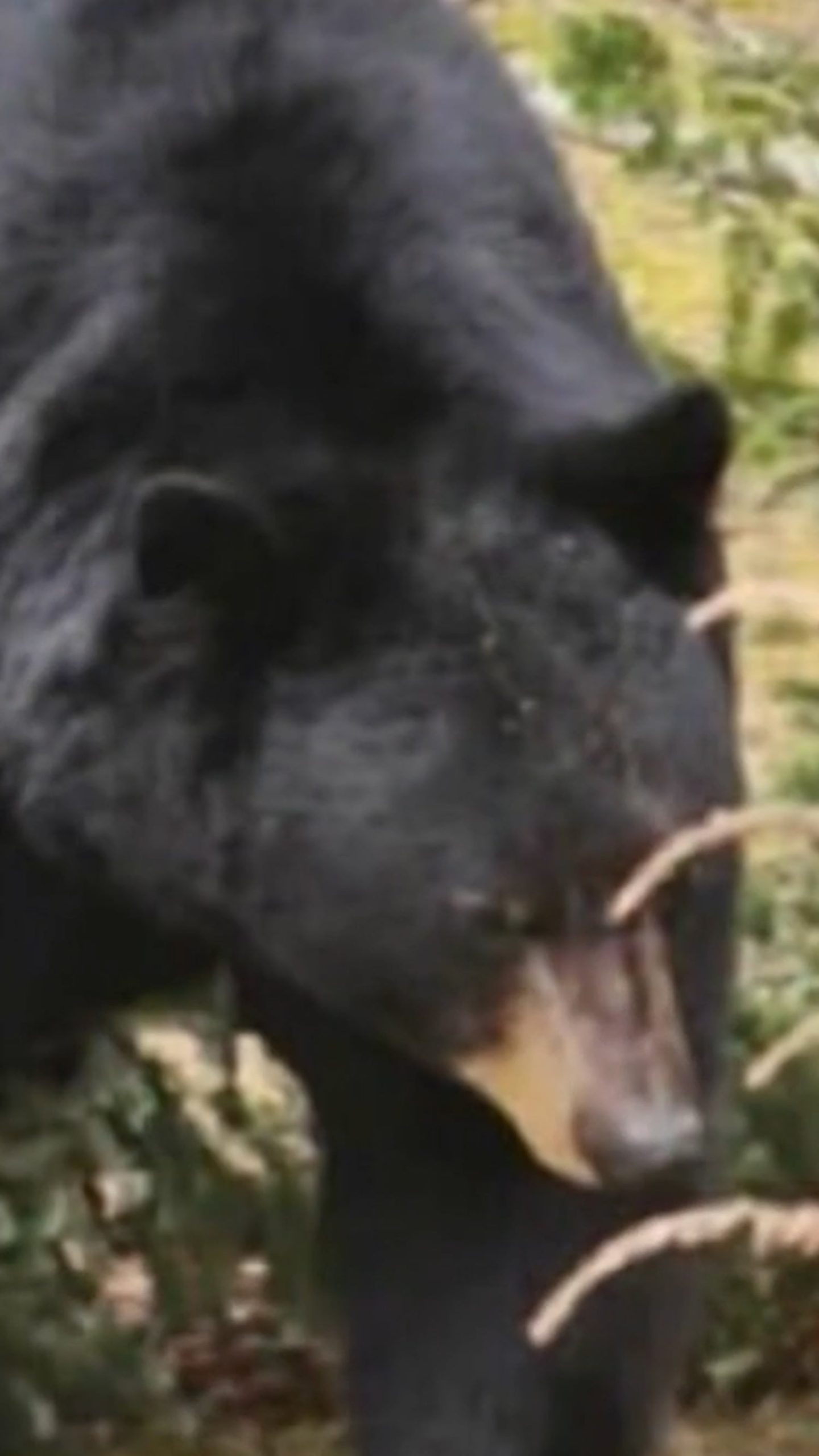 Bear sightings rise as they emerge from hibernation