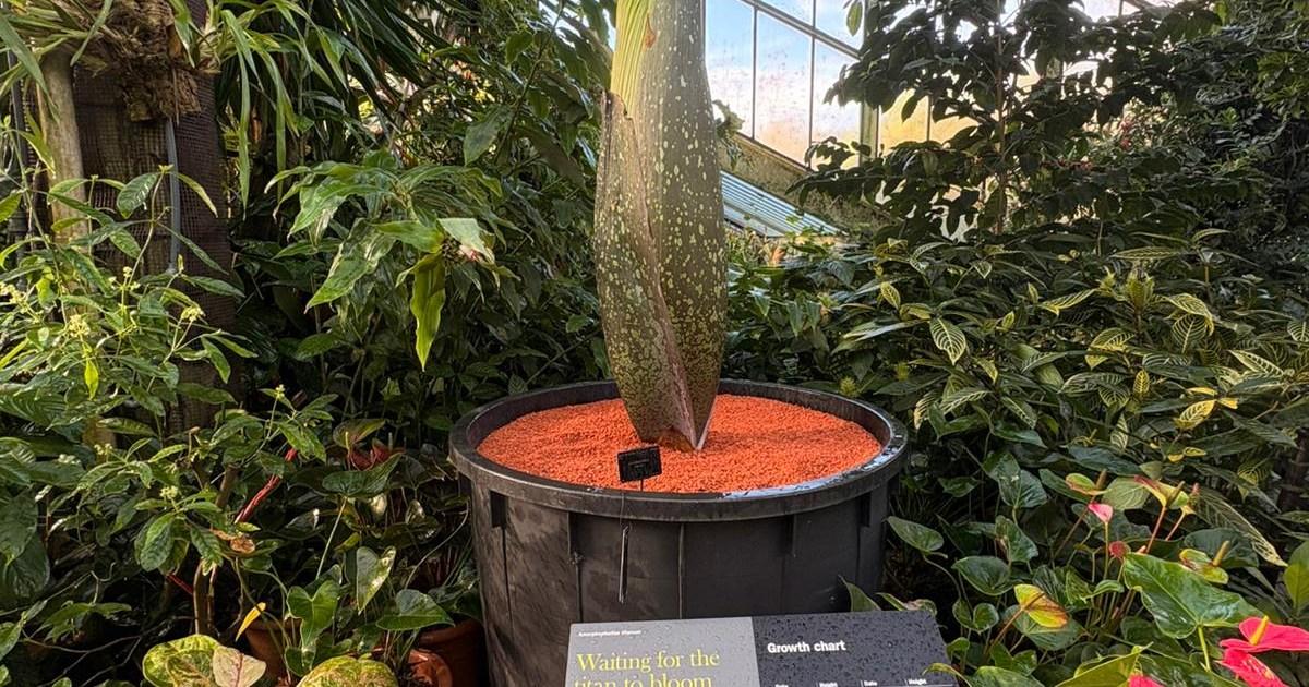 Giant plant that smells like a dead body is about to bloom in Kew Gardens