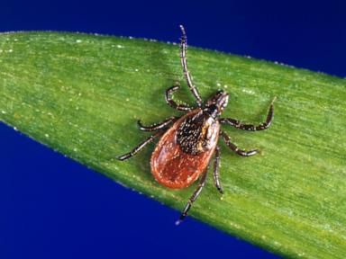 Tick season off to a fast start, and some experts worry about future illnesses