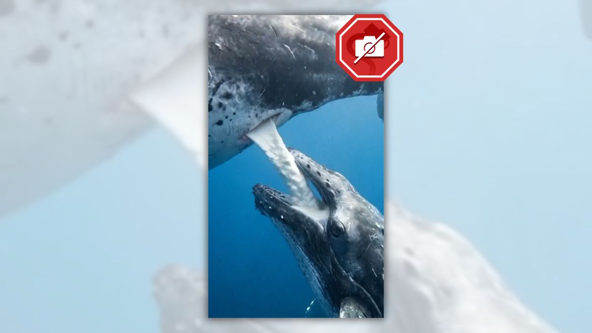 Don’t confuse fake video of whale calf nursing with the real thing