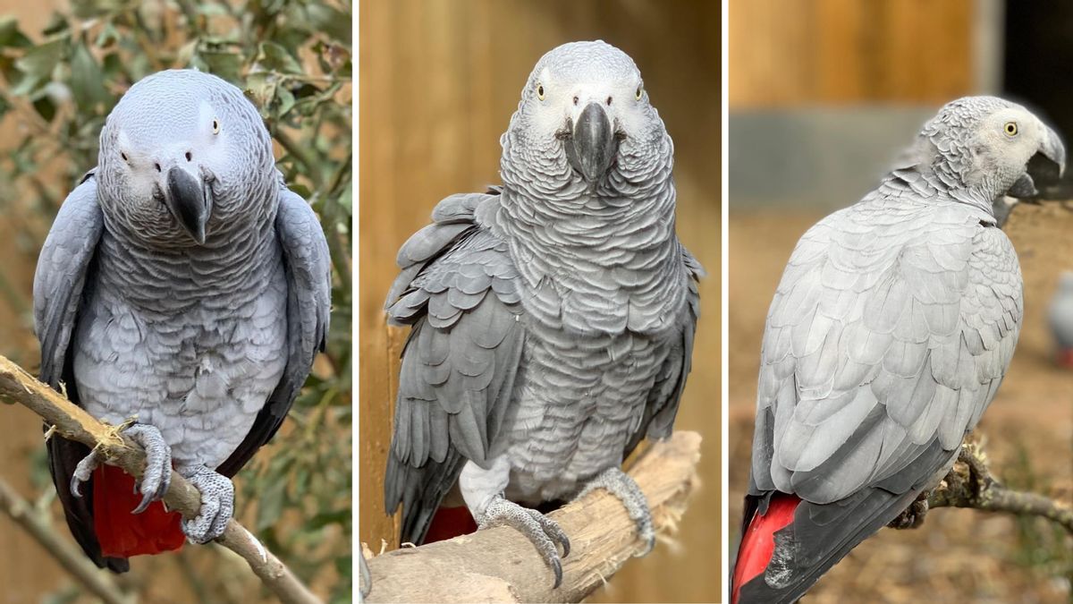 Did UK zoo have to split up five profane parrots?
