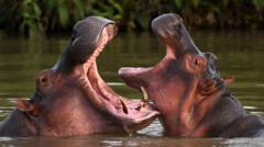 Indian billionaire’s son offers to save Escobar’s hippos