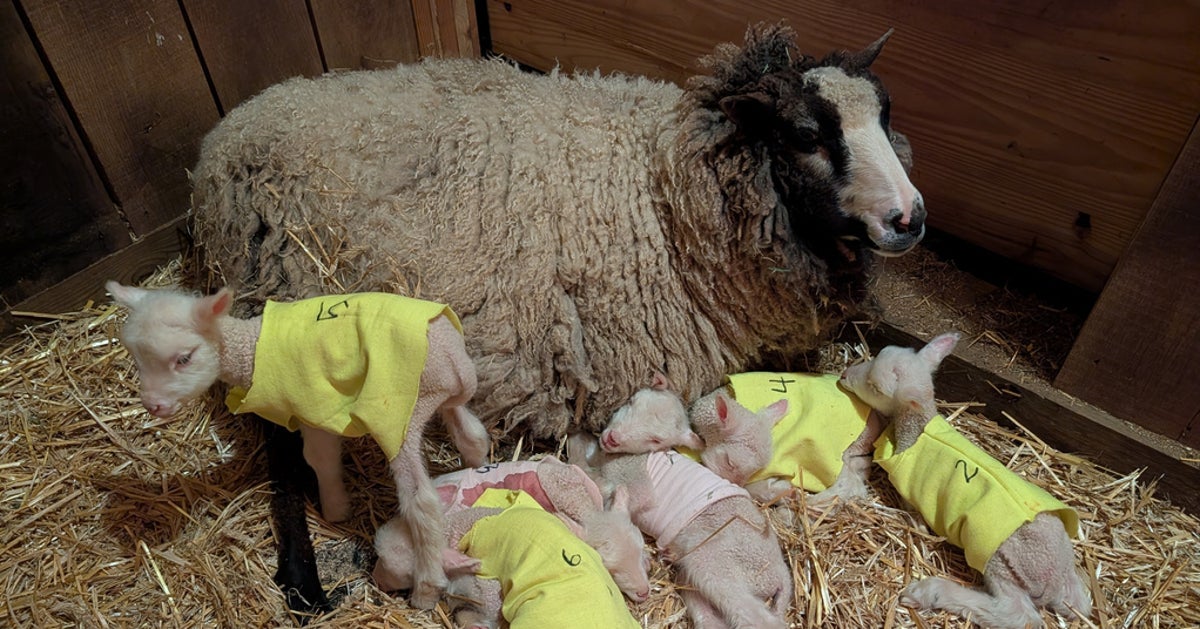 Vermont Sheep Expected To Have Twins Surprises Farmers With 4 More
