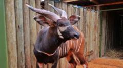 Endangered antelopes flown to Kenya from Czech zoo in ‘historic homecoming’
