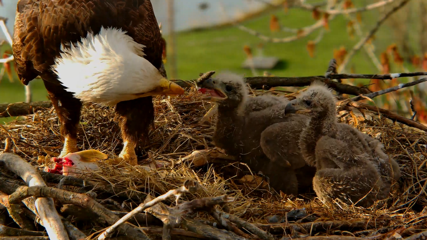 Like soap operas, 75 feet up: How bald eagle nest cams hook online communities