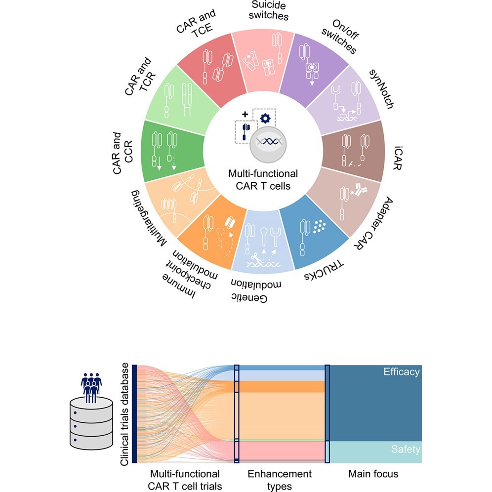 From killers to strategists: CAR T cells enter their multifunctional era