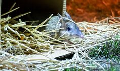 Once-extinct animal released in Australia after being bred for survival