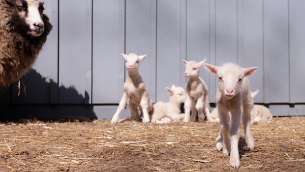 Mary had a little lamb, but Teemu the sheep had 6